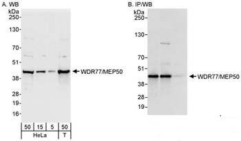 Rabbit WDR77/MEP50 Antibody