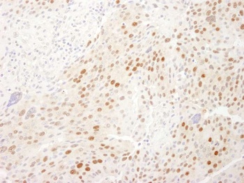 Rabbit WDR77/MEP50 Antibody
