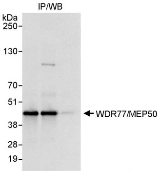Rabbit WDR77/MEP50 Antibody