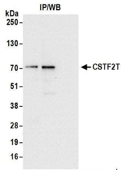 Rabbit CSTF2T/TauCSTF64 Antibody