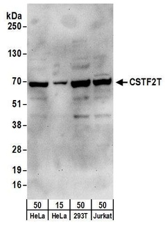 Rabbit CSTF2T/TauCSTF64 Antibody
