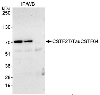 Rabbit CSTF2T/TauCSTF64 Antibody