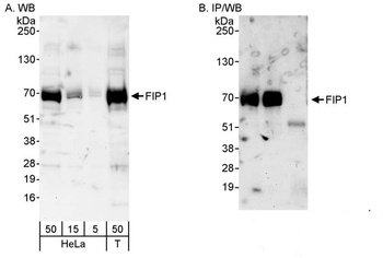Rabbit FIP1 Antibody