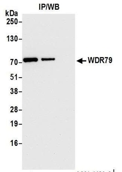 Rabbit WDR79 Antibody