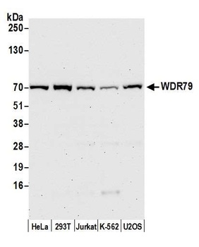 Rabbit WDR79 Antibody