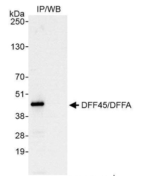 Rabbit DFF45/DFFA Antibody