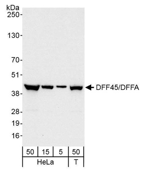 Rabbit DFF45/DFFA Antibody