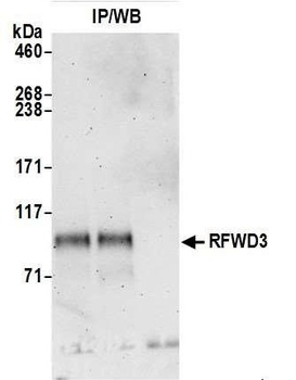 Rabbit anti-RFWD3 Antibody