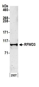 Rabbit anti-RFWD3 Antibody