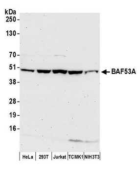 Rabbit BAF53A Antibody