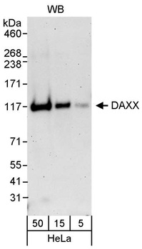 Rabbit DAXX Antibody