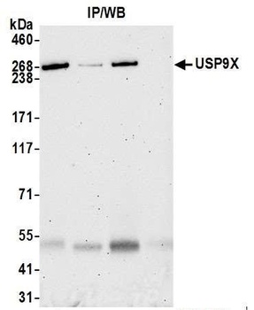 Rabbit USP9X Antibody