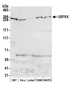 Rabbit USP9X Antibody