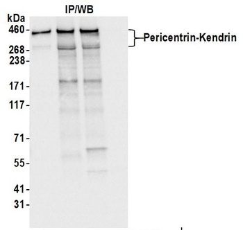 Rabbit Pericentrin/Kendrin Antibody