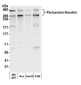 Rabbit Pericentrin/Kendrin Antibody