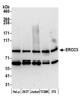 Rabbit anti-ERCC3 Antibody