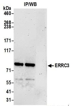Rabbit anti-ERCC3 Antibody