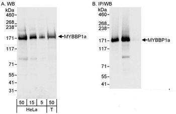 Rabbit MYBBP1A Antibody
