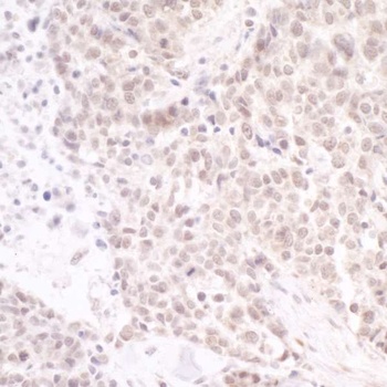 Rabbit anti-PAF49 Antibody