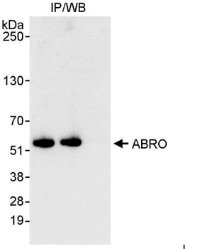 Rabbit ABRO Antibody