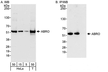Rabbit ABRO Antibody