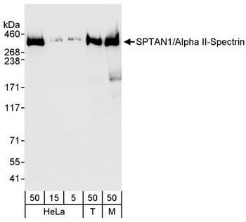 Rabbit SPTAN1/Alpha II-spectrin Antibody