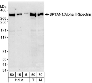 Rabbit SPTAN1/Alpha II-spectrin Antibody