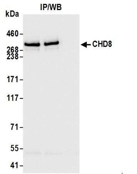 Rabbit CHD8 Antibody