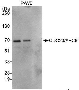 Rabbit CDC23/APC8 Antibody