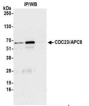 Rabbit CDC23/APC8 Antibody
