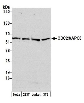 Rabbit CDC23/APC8 Antibody