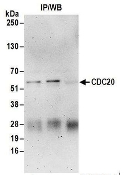 Rabbit CDC20 Antibody