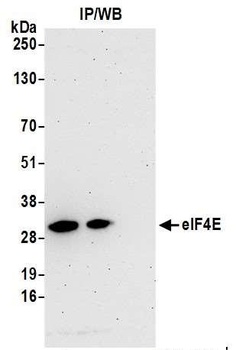 Rabbit eIF4E Antibody