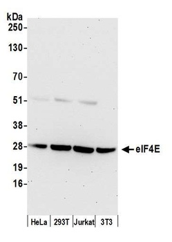 Rabbit eIF4E Antibody