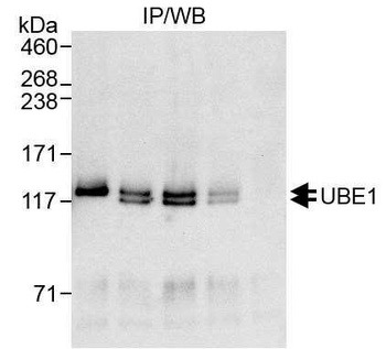 Rabbit UBE1 Antibody