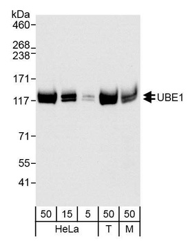 Rabbit UBE1 Antibody