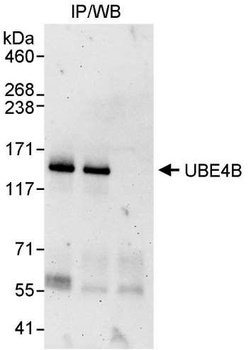 Rabbit UBE4B Antibody