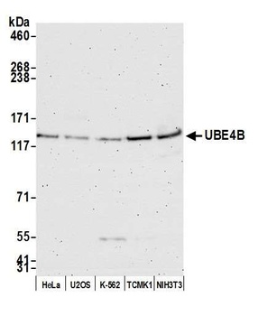 Rabbit UBE4B Antibody