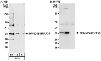 Rabbit HMG20B/BRAF35 Antibody