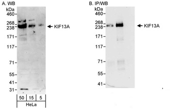 Rabbit KIF13A Antibody