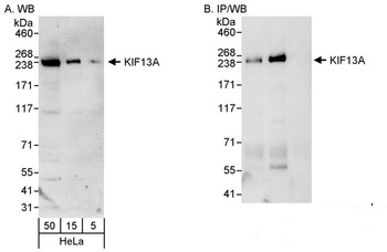 Rabbit KIF13A Antibody