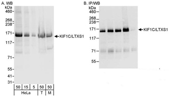 Rabbit KIF1C/LTXS1 Antibody