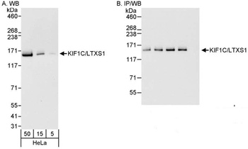 Rabbit KIF1C/LTXS1 Antibody