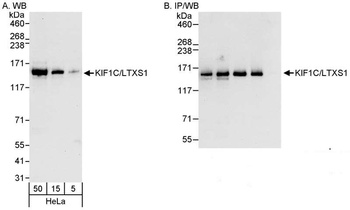Rabbit KIF1C/LTXS1 Antibody