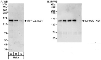 Rabbit KIF1C/LTXS1 Antibody