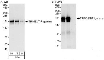 Rabbit TRIM33/TIF1gamma Antibody