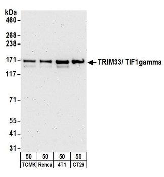 Rabbit TRIM33/TIF1gamma Antibody