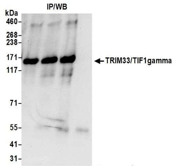 Rabbit TRIM33/TIF1gamma Antibody