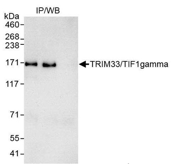 Rabbit TRIM33/TIF1gamma Antibody
