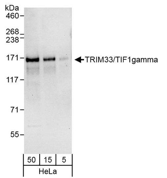 Rabbit TRIM33/TIF1gamma Antibody